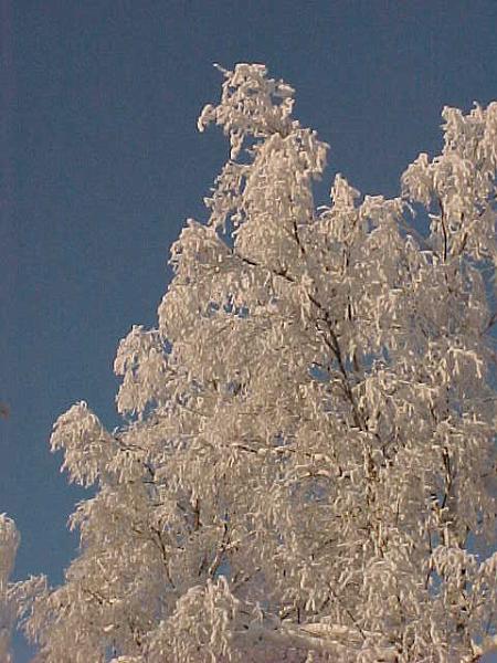 Nature in Finland.JPG
